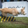 Flyball - pies skacze