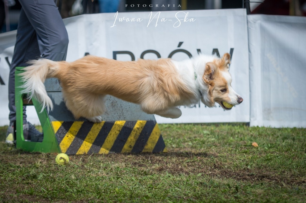 Flyball - pies skacze