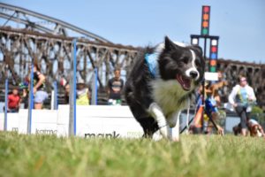 Zawody Flyball fot. Dzikie Gziki