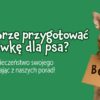 Zadbaj o bezpieczenstwo swojego psa z dobrą adresówką
