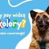 Jak pies widzi kolory?
