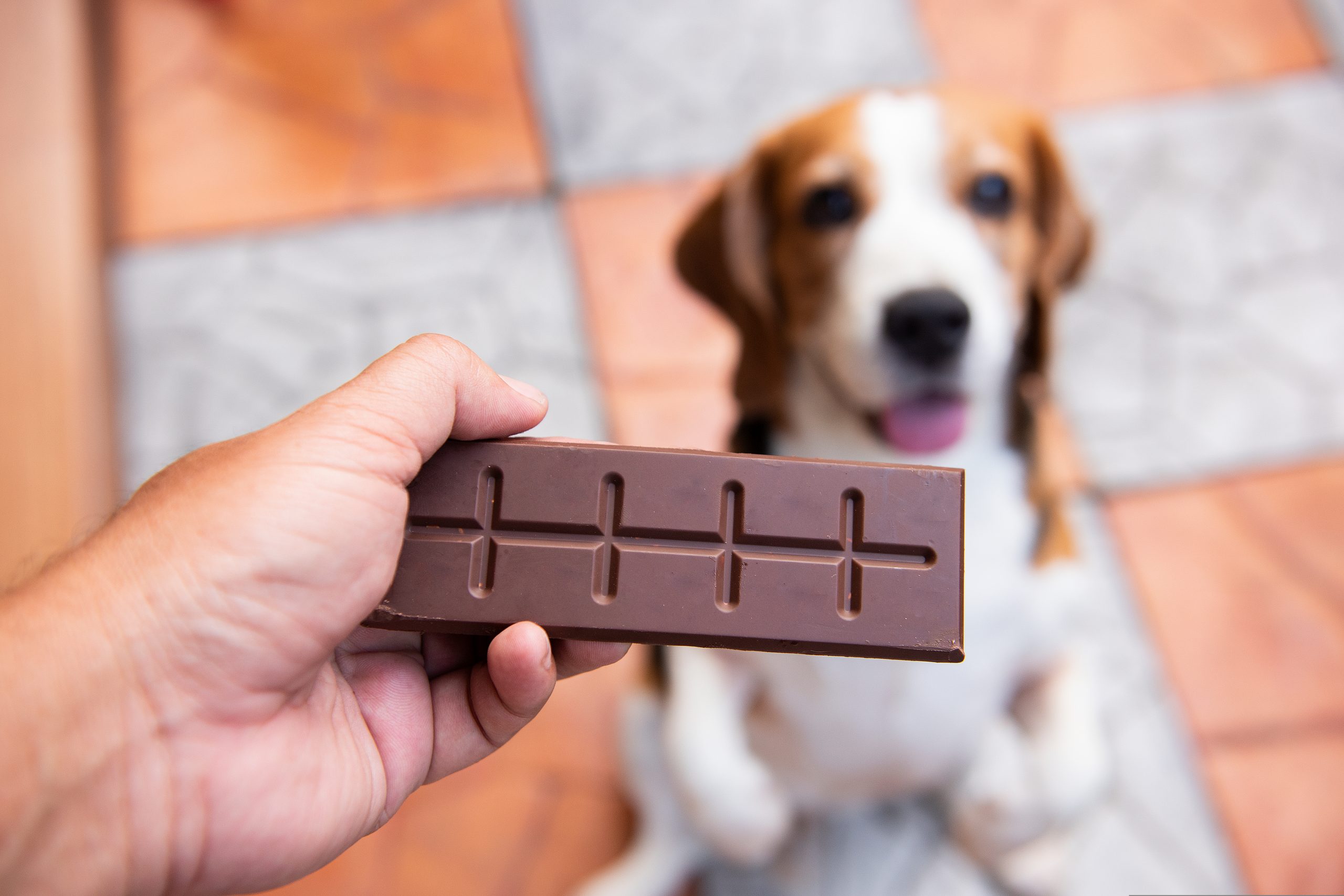 Czemu psy nie mogą jeść czekolady?