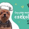 Czy pies może jeść czekoladę?