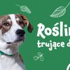 Rośliny trujące dla psa