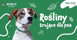 Rośliny trujące dla psa