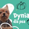 Dynia dla psa