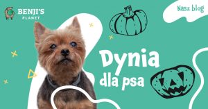 Dynia dla psa