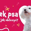 Wiek psa