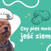 Ziemniaki dla psa