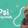 Czy pies może jeść śliwki?
