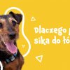 Dlaczego pies sika na łóżko? Cytat