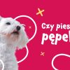 Czy psy mają pępek?