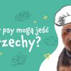 Czy psy mogą jeść orzechy?