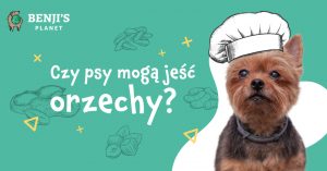 Czy psy mogą jeść orzechy?