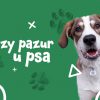 Pies - wilczy pazur