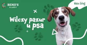 Pies - wilczy pazur