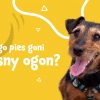 dlaczego pies goni ogon?