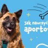 Pies - aport