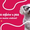 Wymiana zębów u psa