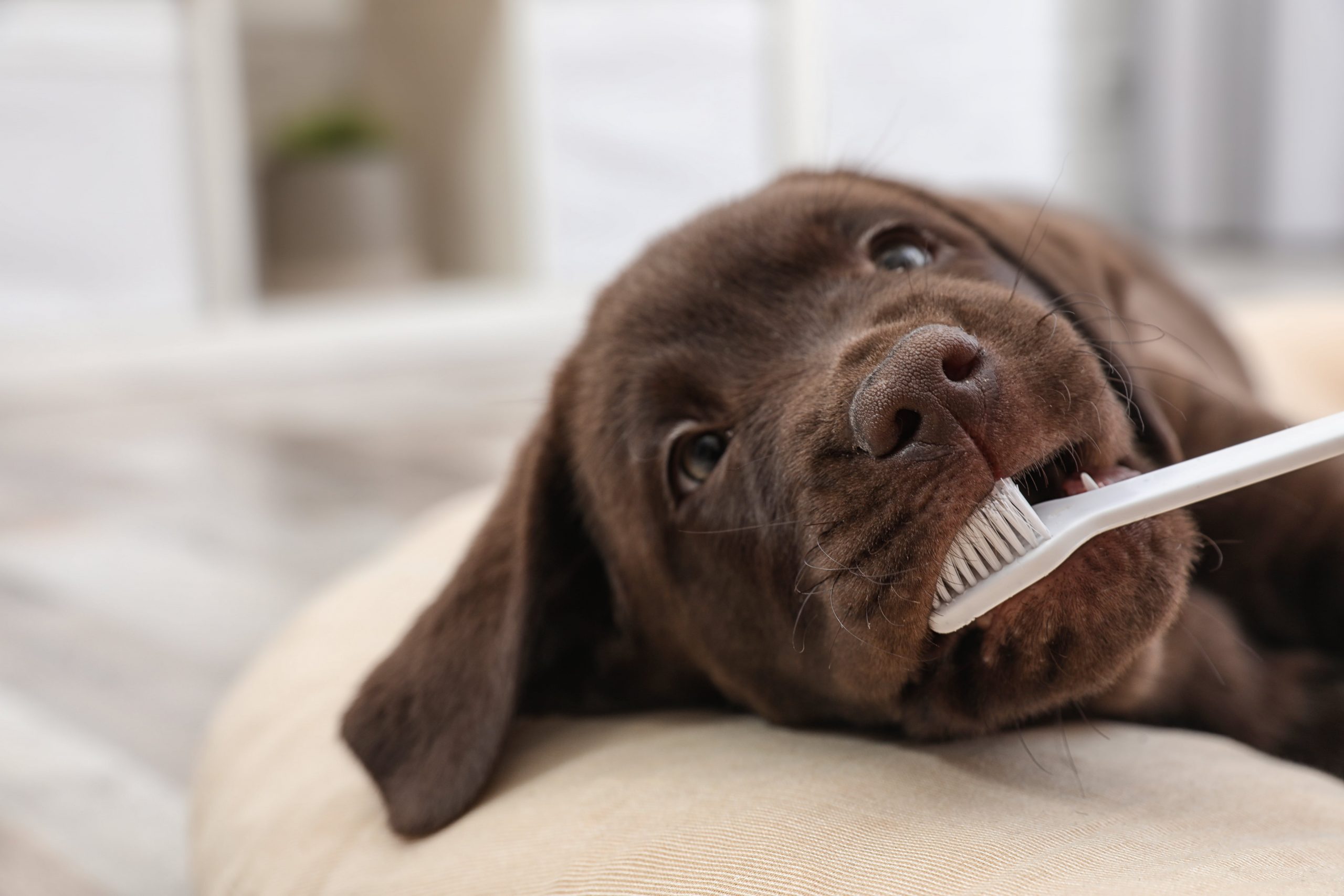 Wypadanie zębów u psa