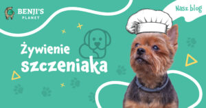 Czym karmić szczeniaka?