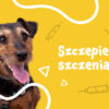 Ile kosztuje szczepienie psa?