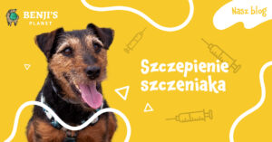 Ile kosztuje szczepienie psa?