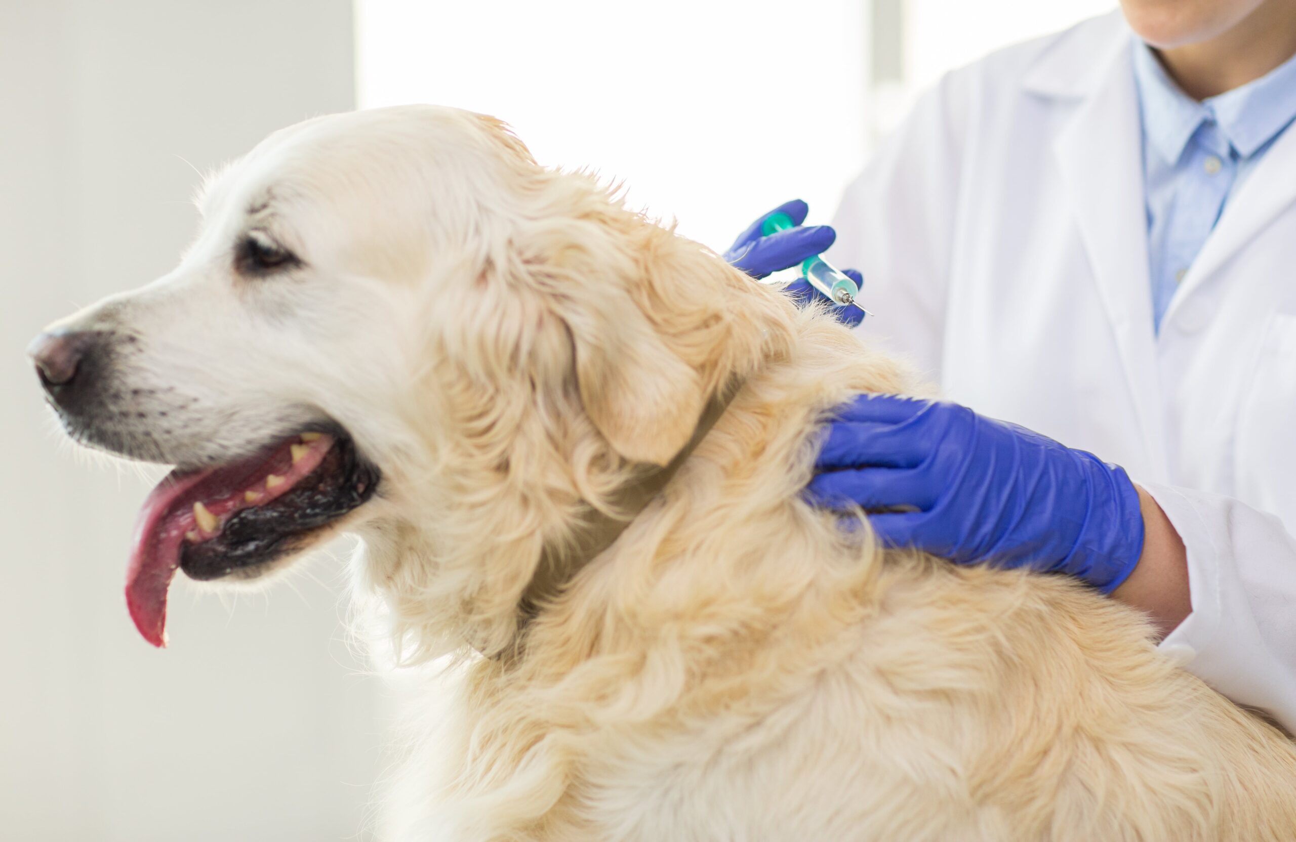 Kalendarz szczepień psa