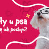 Pchły u psa – jak się pozbyć?