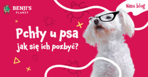 Pchły u psa – jak się pozbyć?