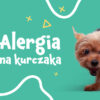 Alergia na kurczaka u psa