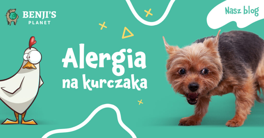 Alergia na kurczaka u psa