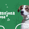 Babeszjoza u psa – objawy