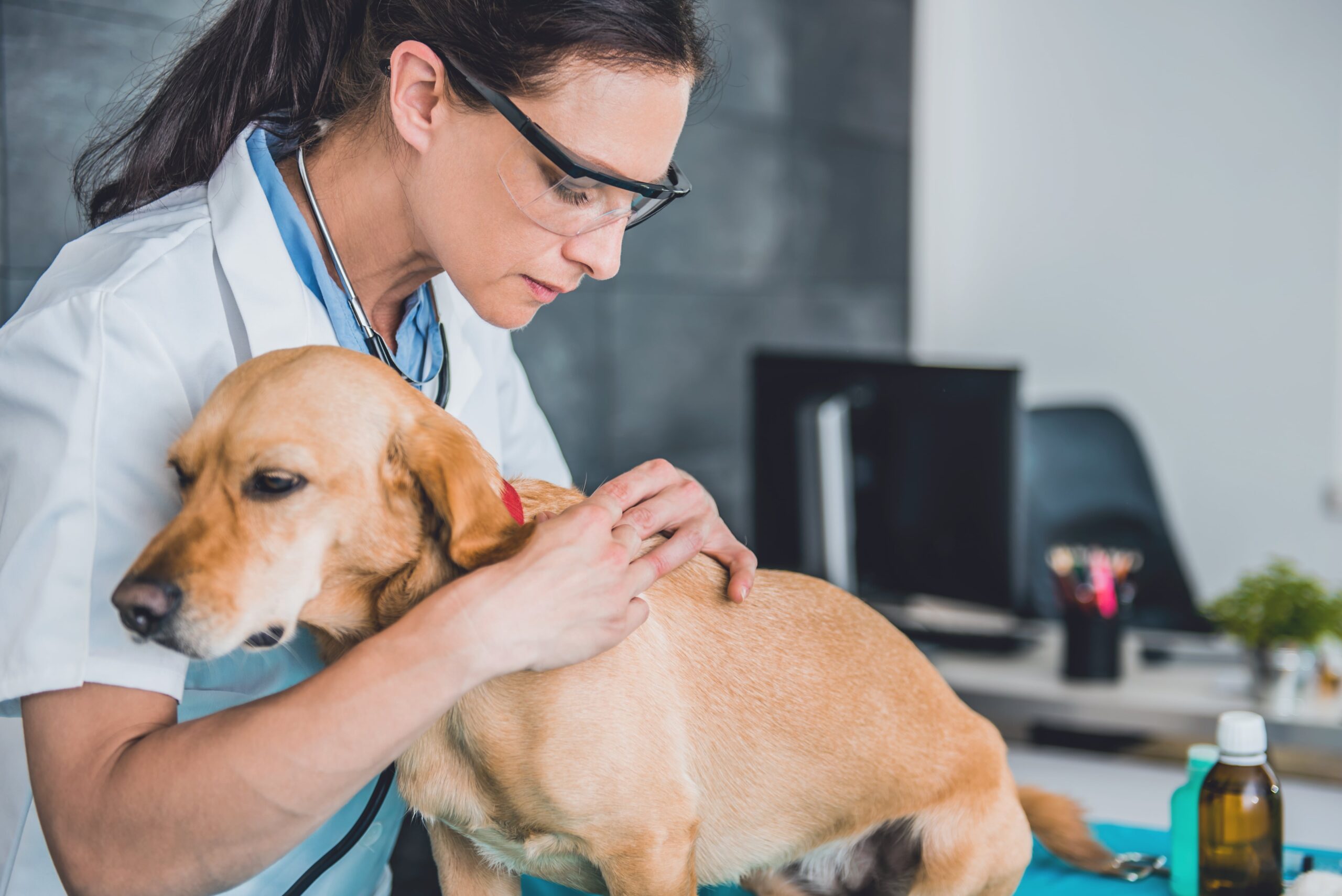 Babeszjoza u psów – leczenie