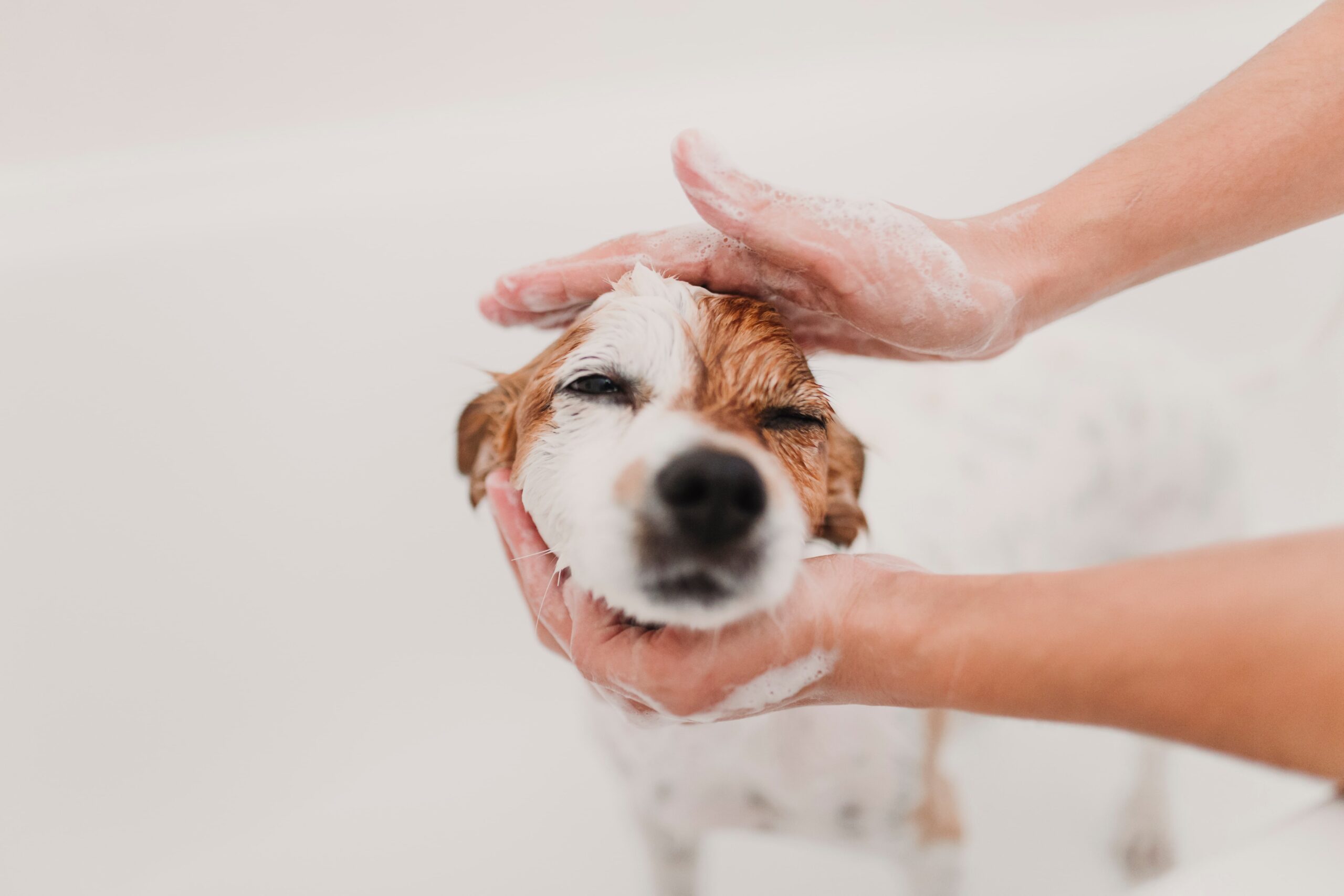Jak często kąpie się psa?