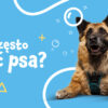 Jak często myć psa?